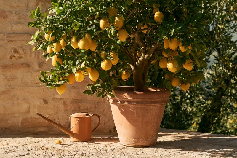 Limone in vaso: terriccio, acqua, concime e cure per l'inverno